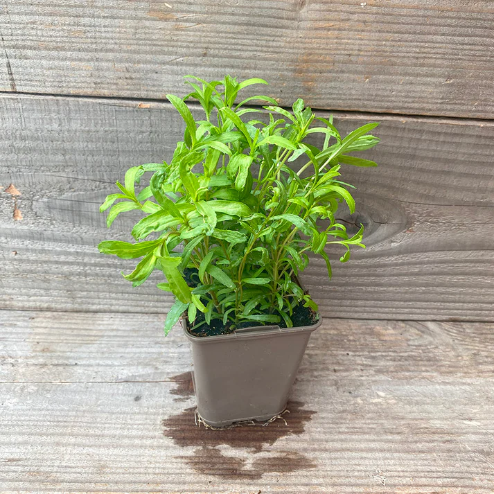 Les plants en godets